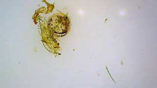 [閒聊] 稻田魚卵胎動(usb顯微鏡)