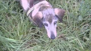 Afriel-Ein Engel fliegt in die Nacht