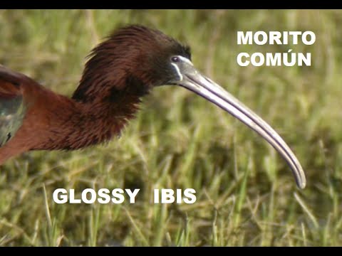MORITO COMÚN | GLOSSY IBIS | Plegadis falcinellu