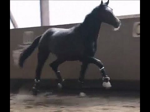 SOLD 2015 Hanoverian dressage stallion by Quasar de Charry price range I www.sporthorses-online.com