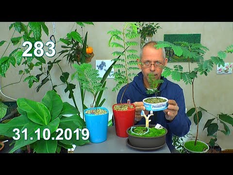 Tamarinde die Geschichte geht weiter. Ein wunderschöner Baum im exotischen Pflanzenreich Pflegen