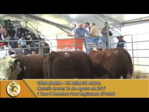 24-08-17 Venta Toros  P. Hereford P.R - Terragarba - Castelli