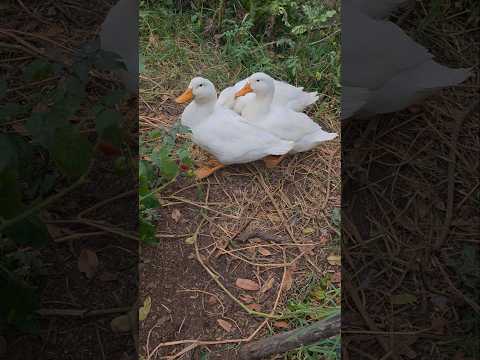 Fermented Feed for Ducks: Self-Sufficient Tanya's Approach