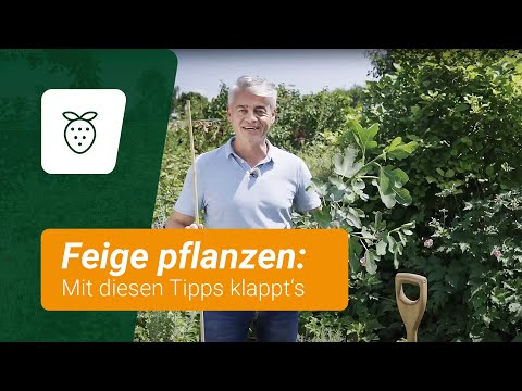 Feige pflanzen: Mit diesen Tipps klappt's