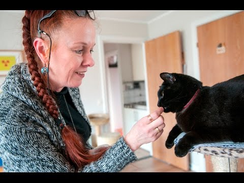 Do you understand what your cat is trying to say? - YouTube