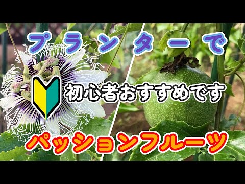 パッションフルーツ:パッションフルーツとの3つの違い 植物