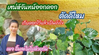 เสน่ห์จันทน์​ออกดอกตัดหรือไม่ตัดดี​