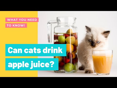 YouTube video about: Can cats have apple juice?