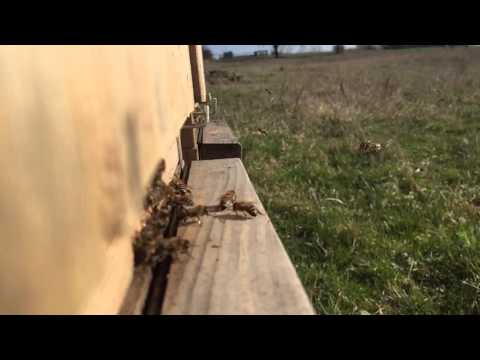 Honeybees slow včely spomalene