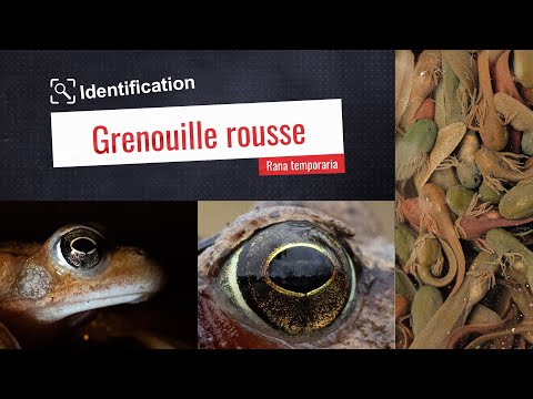 Identification de la grenouille rousse