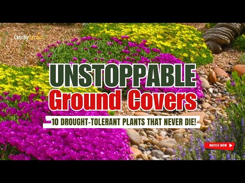 UNSTOPPABLE Ground Covers: 10 DROUGHT-TOLERANT PLANTS THAT NEVER DIE! 🌼🌿🌱 // GArdening Tips