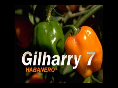 Gilharry 7 -  habanero