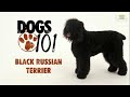 Terrier Negro Ruso - Cómo es la raza de perro Terrier Negro Ruso o Black Russian Terrier