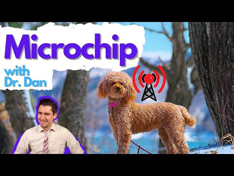 Dog and cat Microchip.  How it works with Dr. Dan