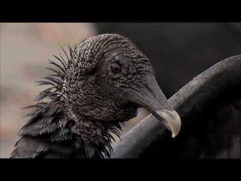 DIVERSIDAD EN PELIGRO  Full HD