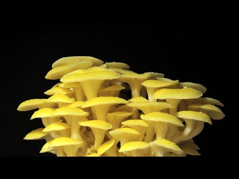 Mushroom Growth | Time Lapse Compilation