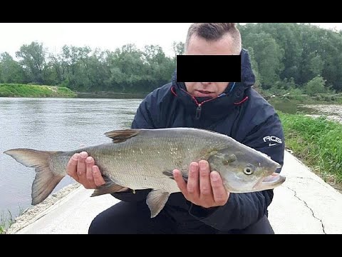 PIERWSZE BOLENIE i SUMY NA WOBLER DOMOWY NINJA