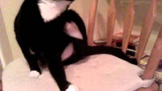 hey, what kind of cat are you?