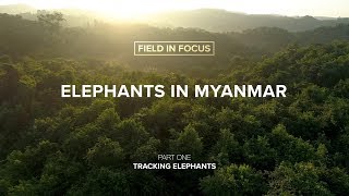 Elephants on YouTube: Field In Focus