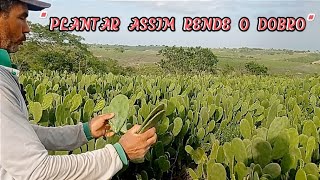 PALMA FORRAGEIRA A MELHOR FORMA DE PLANTAR | DICAS COM MARCOS