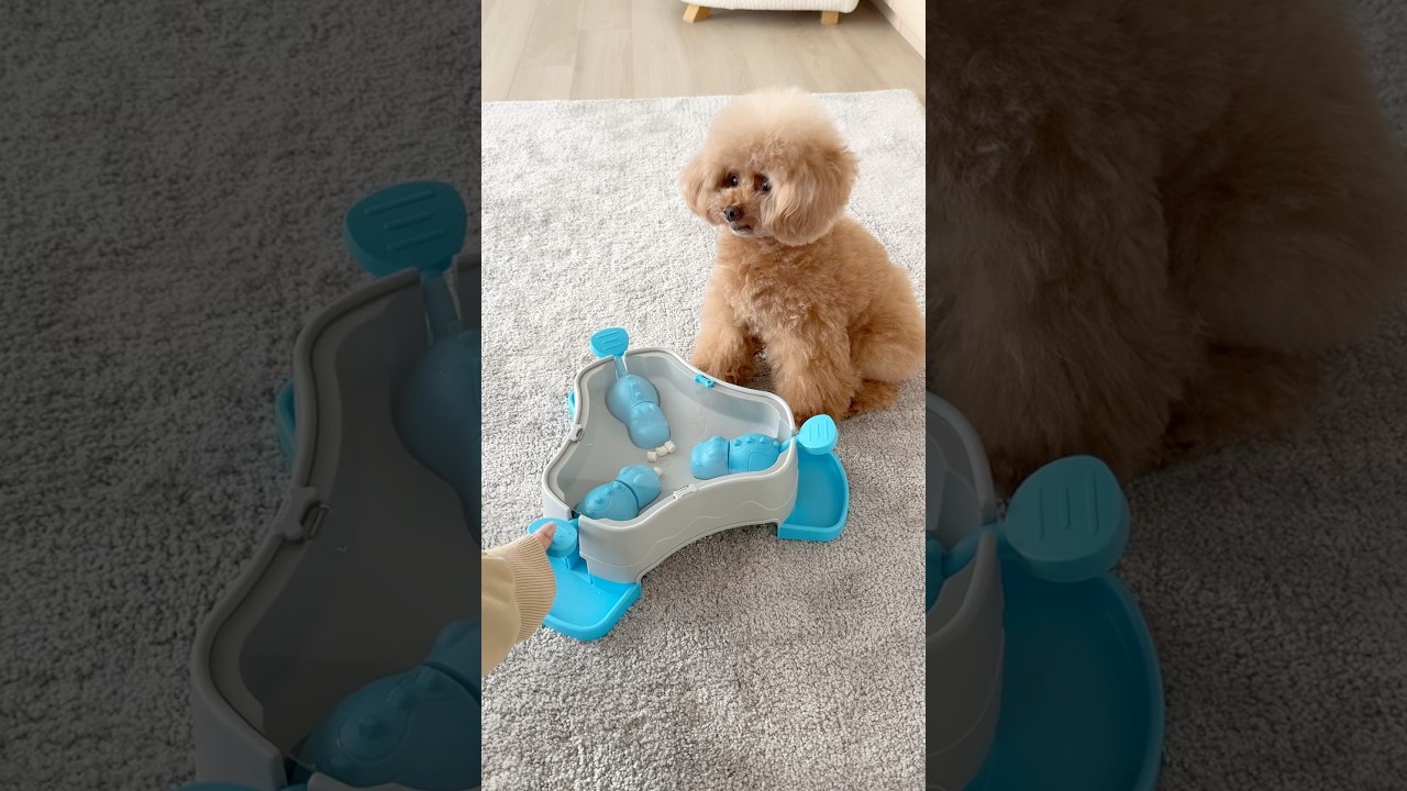 新しいおもちゃを渡してみた😆🦛#dog