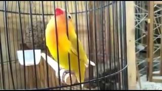 Download lagu Love Bird Ngeklek Panjang Kasar Isian Kapas tembak !!! Pemancing Love Bird mp3