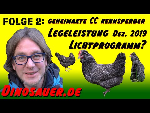Legeleistung im Dez., Lichtprogramm Hühnerstamm: Geheimakte CC kennsperber Folge 2