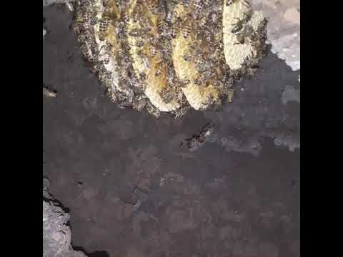 Transferi um micro enxame de apis para uma caixa de isopor