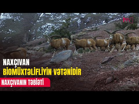 NAXÇIVANIN TƏBİƏTİ 16.06.2025
