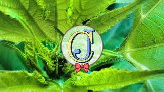 Swindail - C&#39;est La Vie (feat. innanet james)