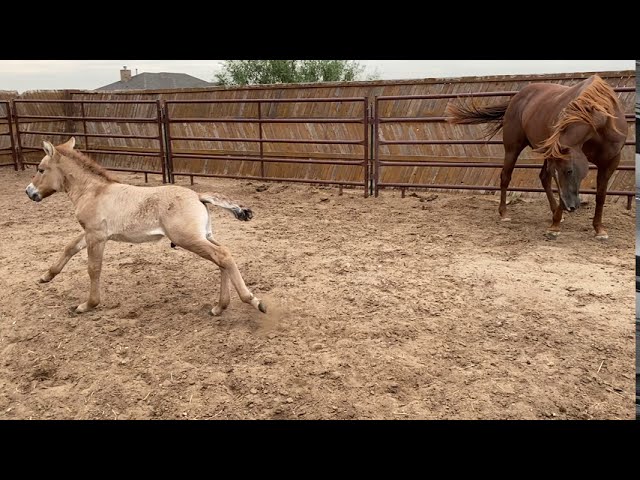 Успешно клонирован жеребенок вымершей лошади Пржевальского