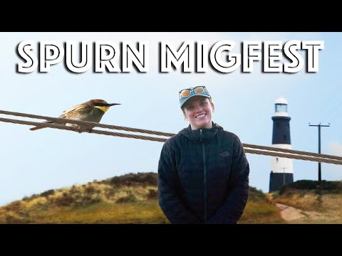 Britain's Best Migration Spectacle? | Spurn Migration Festival 2024