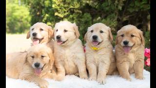 Video preview image #1 Golden Retriever Puppy For Sale in NEWPORT, PA, USA