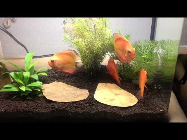 Discus Fish and tantora's Catappa Leaves (Indian Almond Leaves)