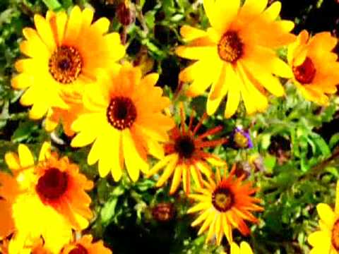 Kultiration - Ur Jord