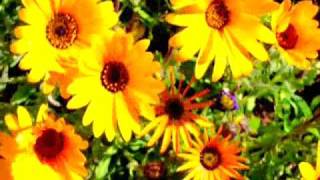 Kultiration - Ur Jord