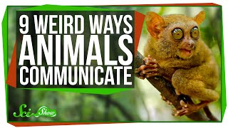 9 Weird Ways Animals Communicate