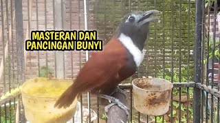 Download lagu TEPUS LEHER PUTIH GACOR NEMBAK PEDAS mp3 Download lagu TEPUS LEHER PUTIH GACOR NEMBAK PEDAS mp3