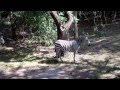 Zebras Arrive At Kilimanjaro Safaris At Disney S Animal Kingdom
