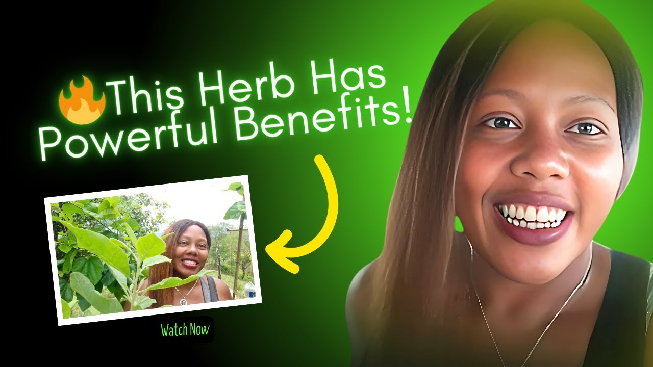 Anamu Herb: The Herbal Medicine that Grows in my Organic Garden