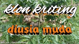 Download lagu klon kriting mp3