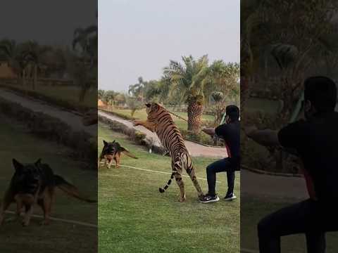 tiger and German shepherd fight ...watch this ..#dangerous #viral #shortsvideo #shorts #viralshorts
