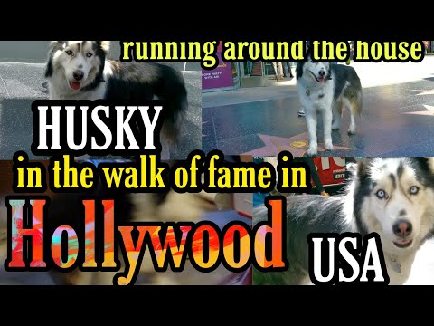 HUSKY IN THE WALK OF FAME IN HOLLYWOOD