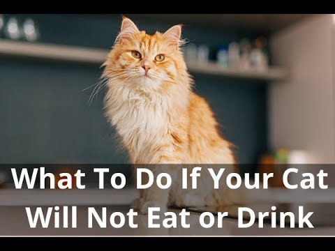 Help! My Cat Won’t Eat Or Drink! What To Do When Kitty Refuses To Eat or Drink