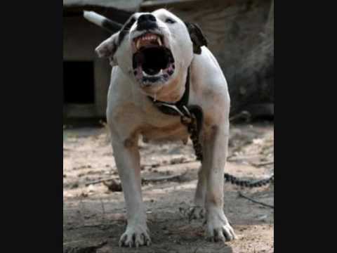 rolling with the big dogs