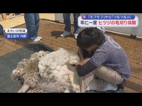 YouTube Video 「モフモフ」と「つるつる」を見られるのは今だけ　年に1回のヒツジの毛刈り体験　静岡・富士宮市