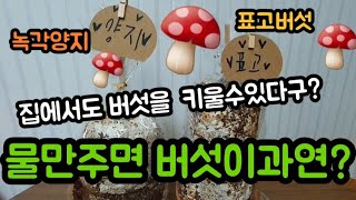 버섯키우기녹각양지표고버섯 아이들과놀기재미있는놀이 아이교육실습체험학습