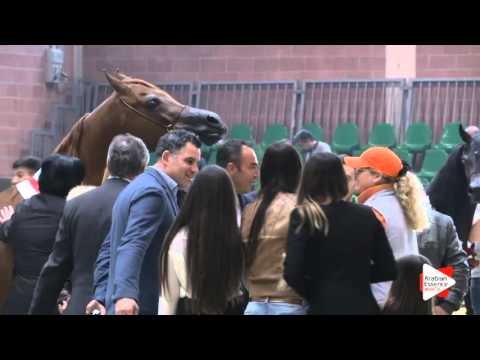 2ND-N.90 MAKISA ADAGGIO - Milan 2016 - Stallions Championship (Class 20)