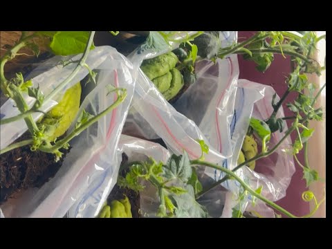 GROWING AND PRUNING CHAYOTE VINES #chayote #chowchow #india #food #jamaica #vines