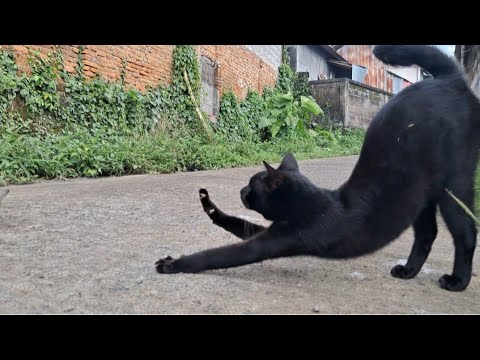 The black cat came out of the house and play outside